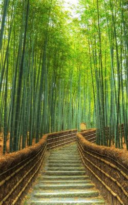  Arashiyama Bambouwoning: Een BamboeBos en een Vredige Tempel!