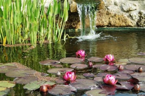  De Jardín Botánico: Een Verborgen Oase van Biodiversiteit en Vrede!